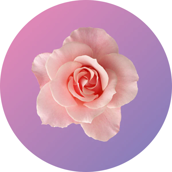 imagen ingredientes aceite de rosas